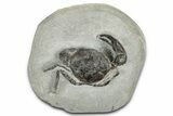 Eocene Fossil Crab (Pulalius) - Washington State #349495-1